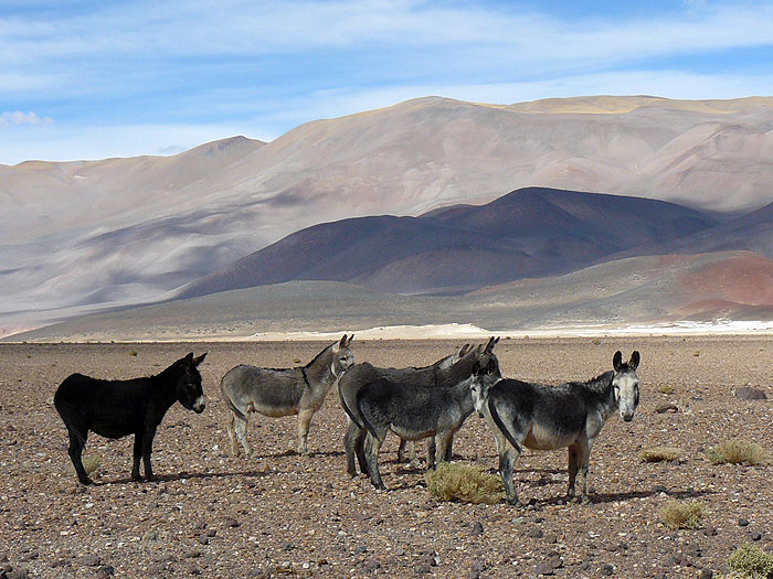 AR0914SM0867_el-penon-to-tolar-grande.jpg [&copy; Last Frontiers Ltd]