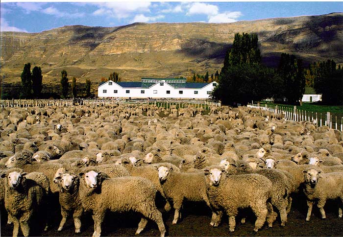 Melanie_Jones_Sheep_Argentina.jpg [&copy; Last Frontiers Ltd]