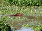 Image: Capybara - The Iberá Marshlands