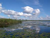 The Iberá Marshlands image