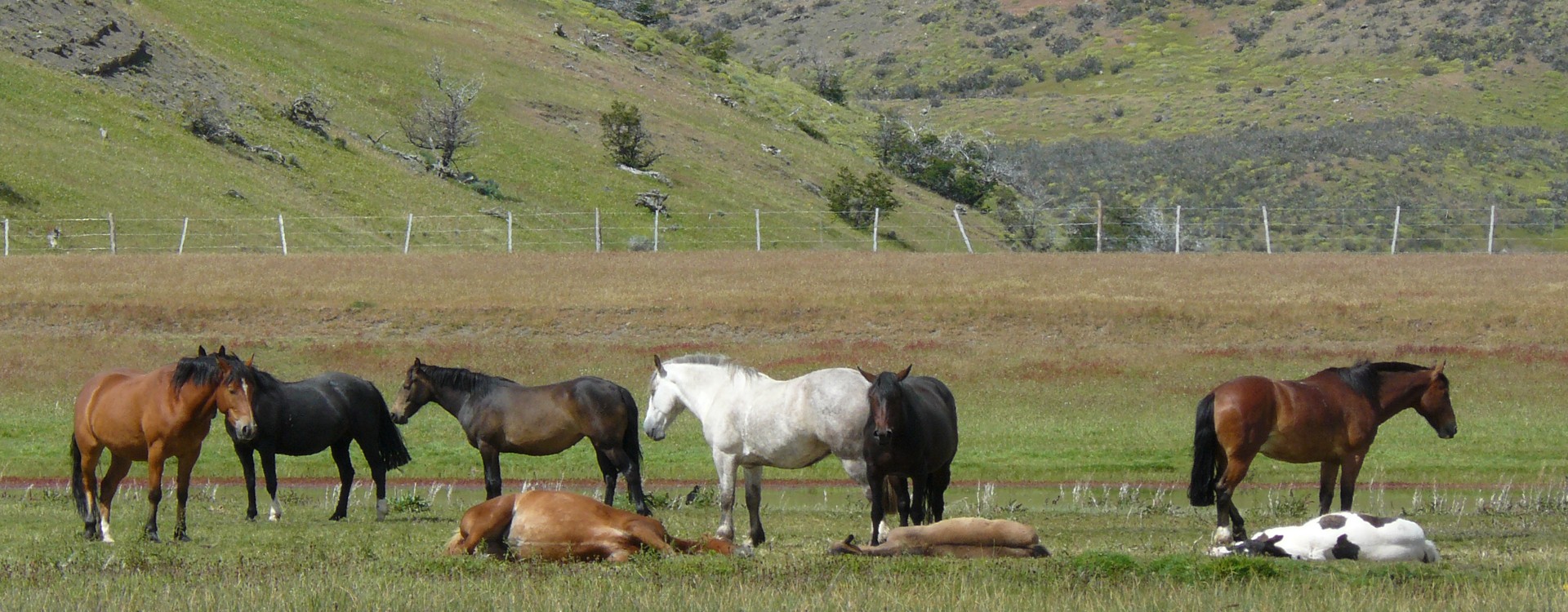 Horses in Torres del Paine, Chile. Torres del Paine