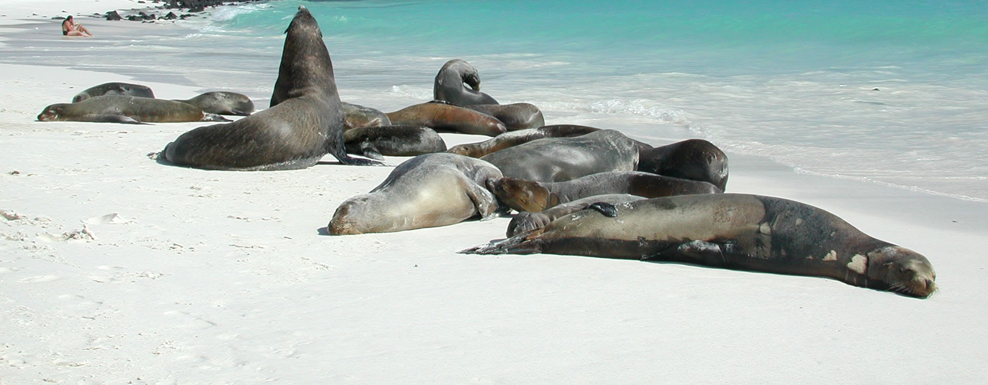 Seals in Gardener Bay Seals in Gardener Bay