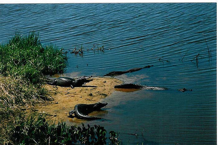 77_Rey_del_Pantanal.jpg [&copy; Last Frontiers Ltd]