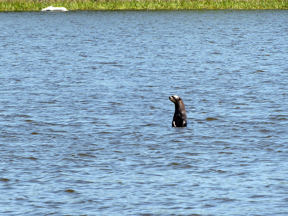 223BR1910SM_pantanal-giant-river-otter.jpg [&copy; Last Frontiers Ltd]