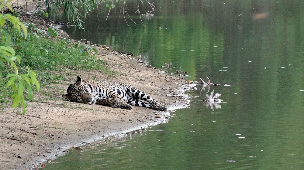 355BR1910SS_pantanal-caiman-jaguar.jpg [&copy; Last Frontiers Ltd]