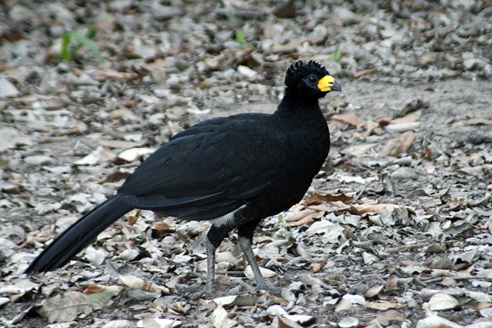 BR0511EM427_curassow.jpg [&copy; Last Frontiers Ltd]