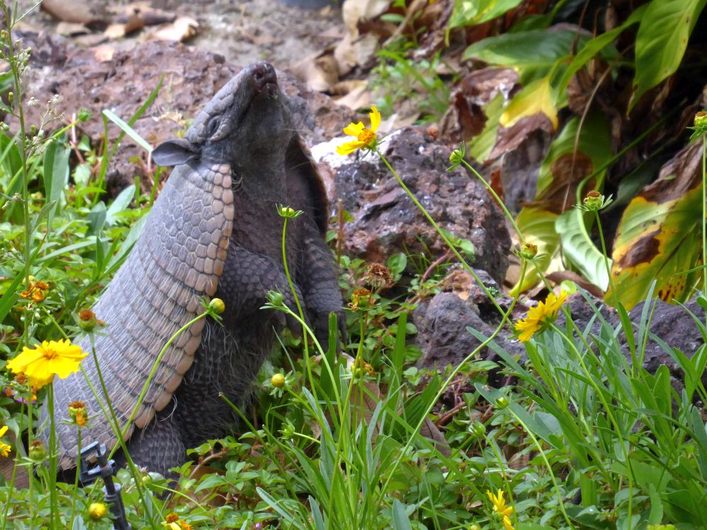 BR2510EP104_trijuncao-armadillo.jpg [&copy; Last Frontiers Ltd]