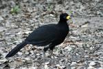 Curassow - Pantanal lodges, Brazil