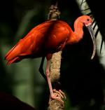 Scarlet ibis return to Paraná