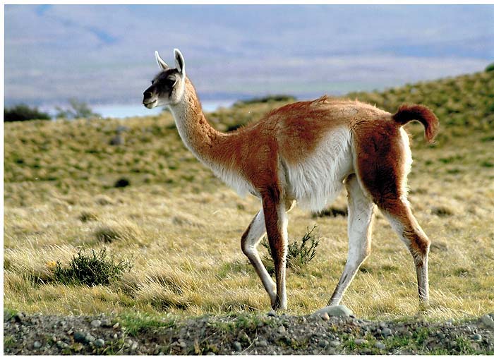 2David_Wood_Guanaco_TDP.jpg [&copy; Last Frontiers Ltd]
