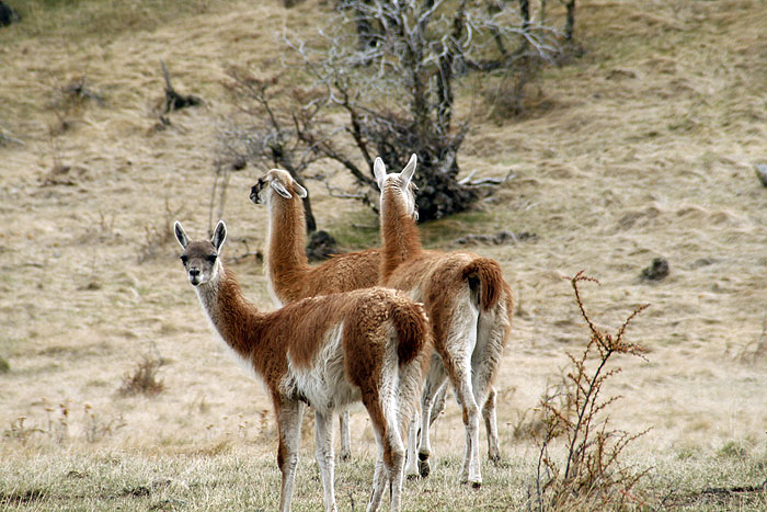 CL0909EM440_patagonia-park.jpg [&copy; Last Frontiers Ltd]