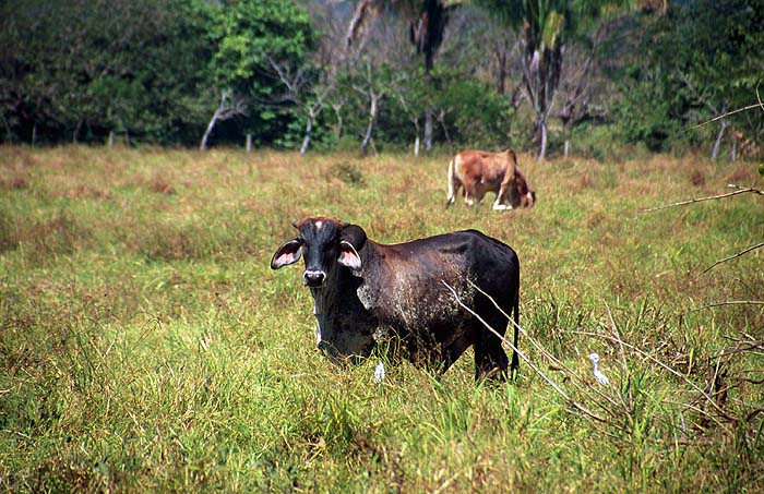 CR0101SHSG27_Mal_Pais.jpg [&copy; Last Frontiers Ltd]