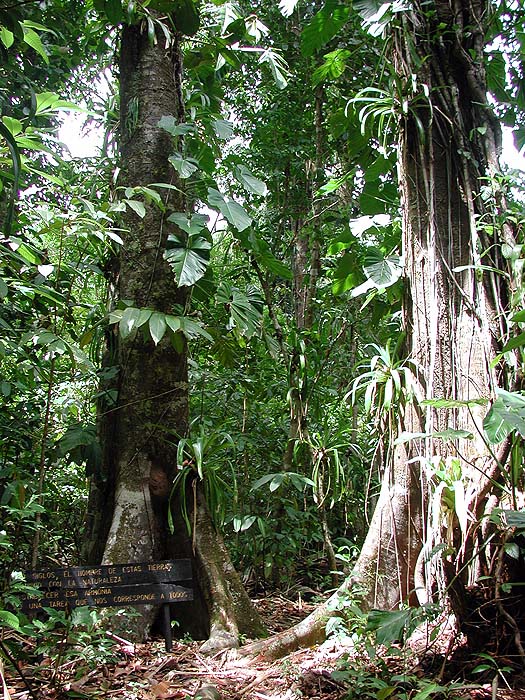 CR0502SM0081_JungleWalk_CanoIsland.jpg [&copy; Last Frontiers Ltd]