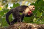 Capuchin monkey - Manuel Antonio and Uvita, Costa Rica