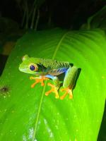 Image: Corcovado Wilderness Lodge - The Osa Peninsula