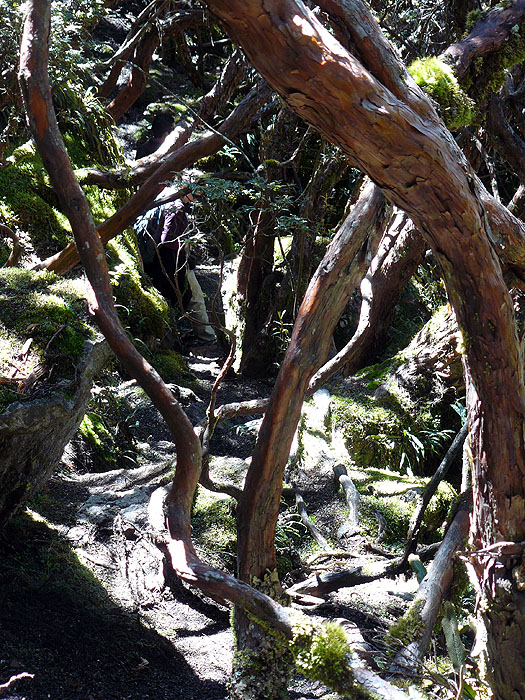 EC0608RB0556_cajas-national-park.jpg [&copy; Last Frontiers Ltd]