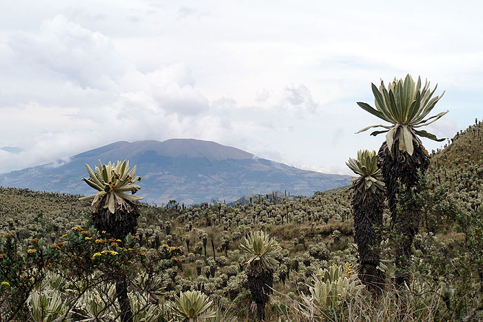 EC1012JL386_el-angel-ecological-reserve.jpg [&copy; Last Frontiers Ltd]