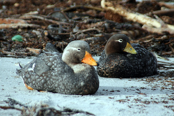 FK0310LD0552_sealion-falkland-steamer-duck.jpg [&copy; Last Frontiers Ltd]