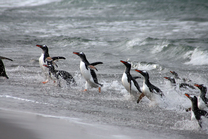 FK0310LD0632_sealion-gentoo-penguins.jpg [&copy; Last Frontiers Ltd]