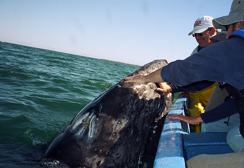 MX04JM_baja-laguna-san-ignacio-whale-watching.jpg [&copy; Last Frontiers Ltd]