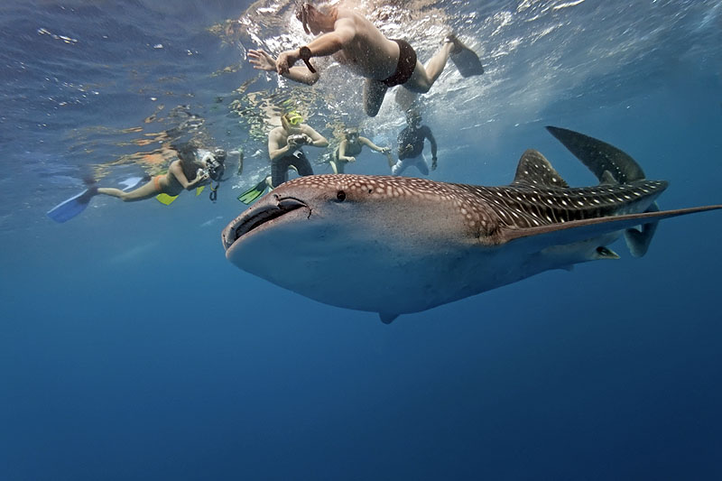 MX10JM_baja-whaleshark.jpg [&copy; Last Frontiers Ltd]