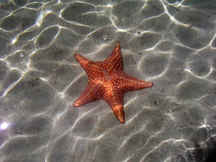 PA0906TM133_starfishbeach.jpg [&copy; Last Frontiers Ltd]